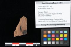 Foto (Objekt + Etikett) von Widdringtonia ungeri Endl. (NHMW-GEO-2024-0188-0126)